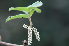 Dioscorea hispida